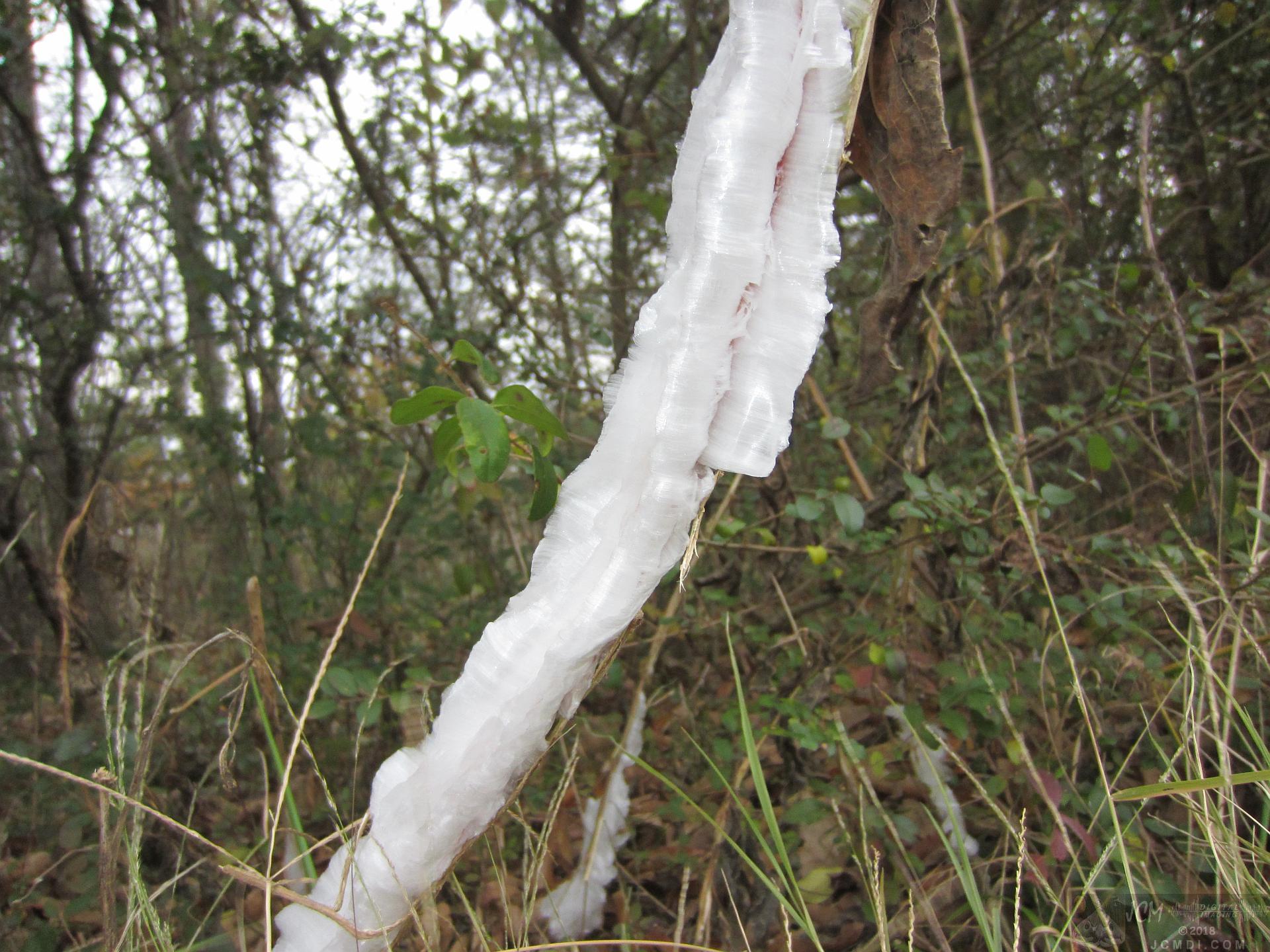 Ice flowers (freezing water slowly-oozed from plant stems, TN)